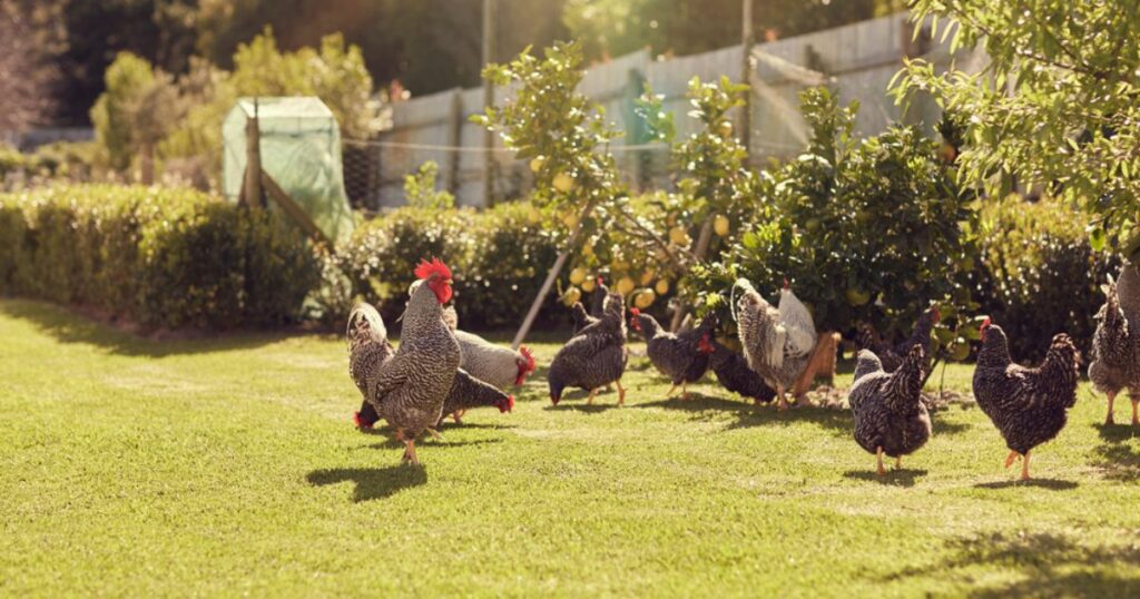 backyard chicken flock
